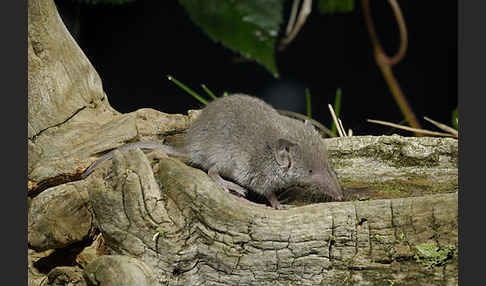 Hausspitzmaus (Crocidura russula)