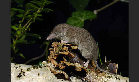 Hausspitzmaus (Crocidura russula)