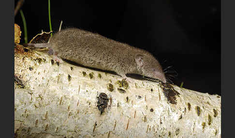 Hausspitzmaus (Crocidura russula)