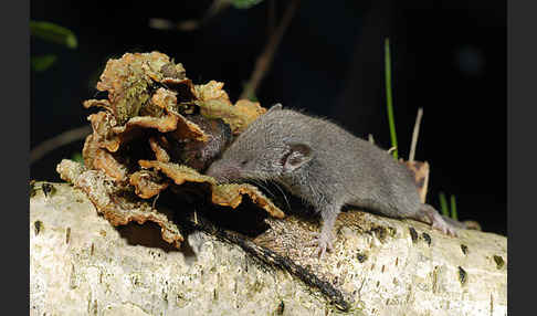 Hausspitzmaus (Crocidura russula)