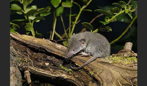 Hausspitzmaus (Crocidura russula)