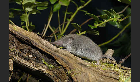 Hausspitzmaus (Crocidura russula)