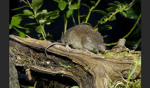 Hausspitzmaus (Crocidura russula)