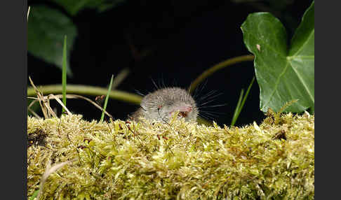 Hausspitzmaus (Crocidura russula)