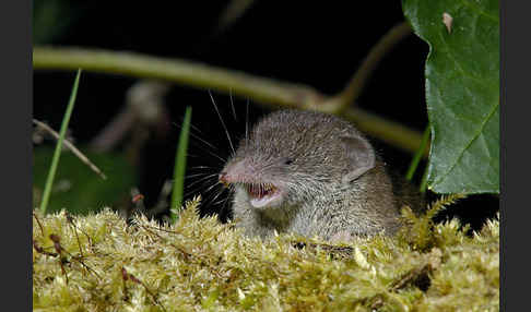 Hausspitzmaus (Crocidura russula)