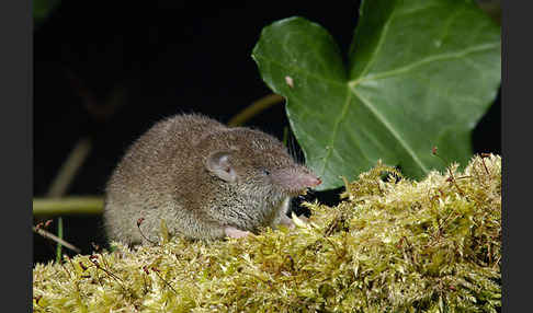 Hausspitzmaus (Crocidura russula)