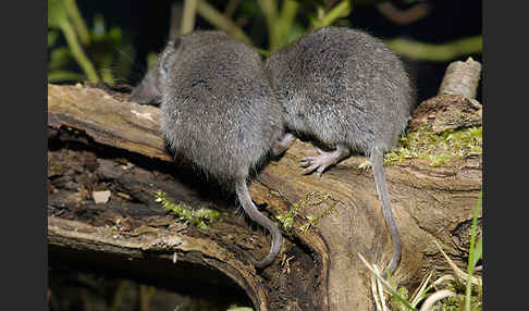 Hausspitzmaus (Crocidura russula)