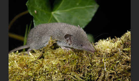 Hausspitzmaus (Crocidura russula)