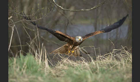 Rotmilan (Milvus milvus)