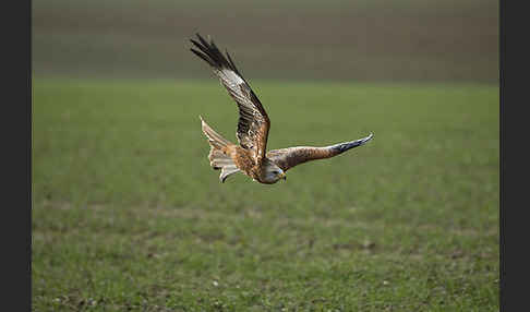 Rotmilan (Milvus milvus)