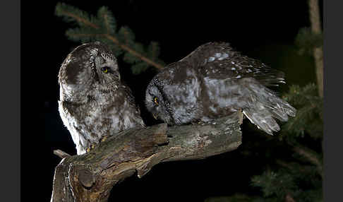 Rauhfußkauz (Aegolius funereus)