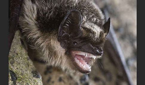 Zweifarbfledermaus (Vespertilio murinus)