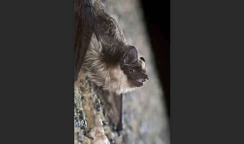 Zweifarbfledermaus (Vespertilio murinus)