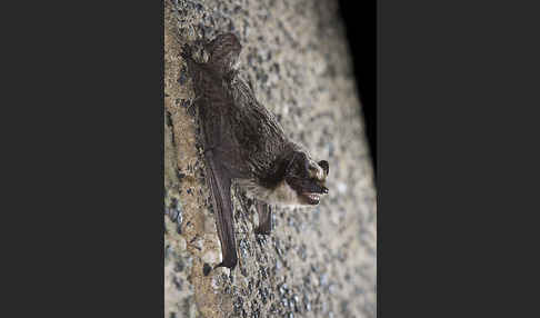 Zweifarbfledermaus (Vespertilio murinus)