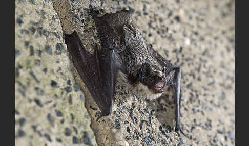 Zweifarbfledermaus (Vespertilio murinus)