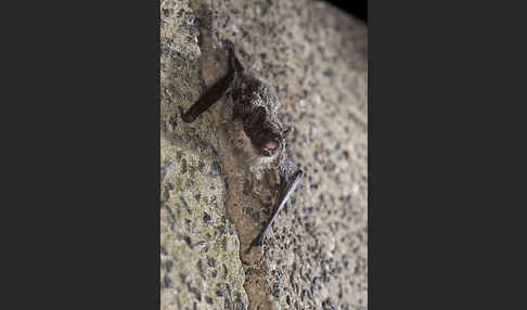 Zweifarbfledermaus (Vespertilio murinus)