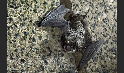 Zweifarbfledermaus (Vespertilio murinus)