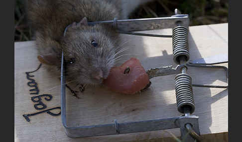 Wanderratte (Rattus norvegicus)