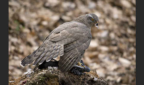 Habicht (Accipiter gentilis)