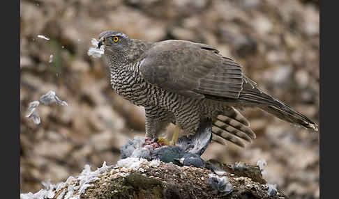 Habicht (Accipiter gentilis)