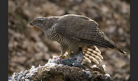 Habicht (Accipiter gentilis)