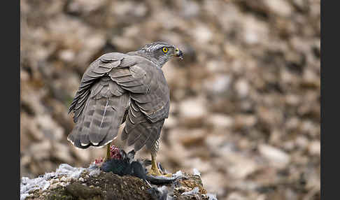 Habicht (Accipiter gentilis)