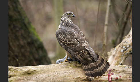 Habicht (Accipiter gentilis)