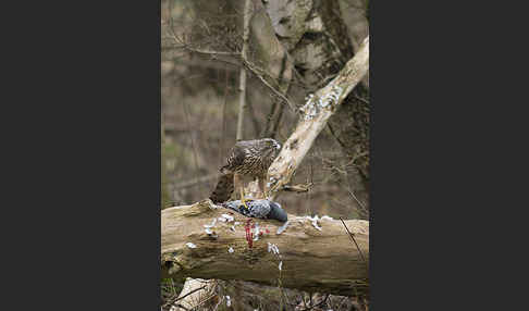 Habicht (Accipiter gentilis)