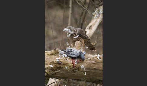 Habicht (Accipiter gentilis)