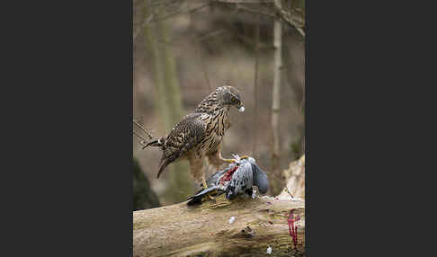 Habicht (Accipiter gentilis)