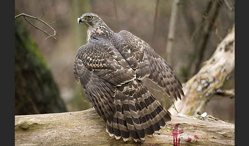 Habicht (Accipiter gentilis)