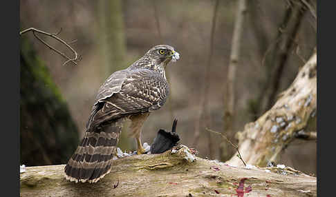 Habicht (Accipiter gentilis)