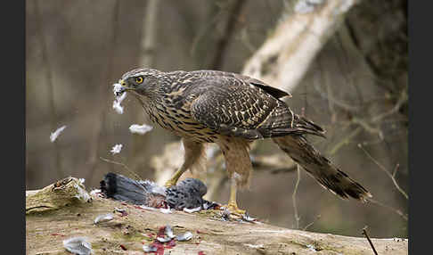 Habicht (Accipiter gentilis)