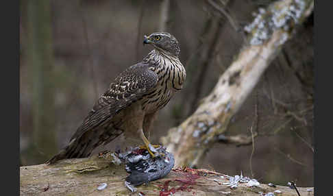 Habicht (Accipiter gentilis)