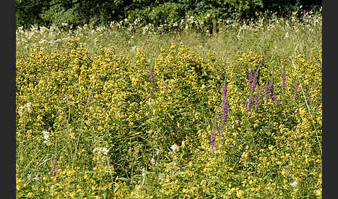 Gemeiner Gilbweiderich (Lysimachia vulgaris)