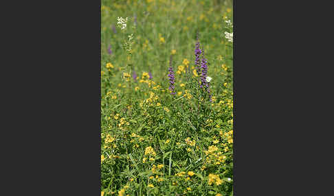 Gemeiner Gilbweiderich (Lysimachia vulgaris)