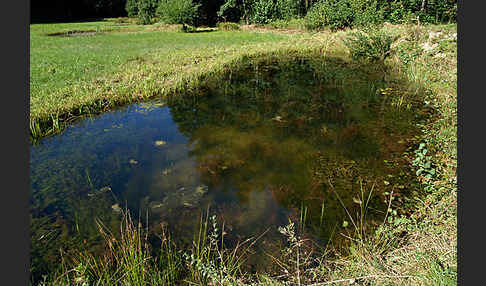 leo, landschaft, landscape, kleingewässer, standgewässer, tümpel