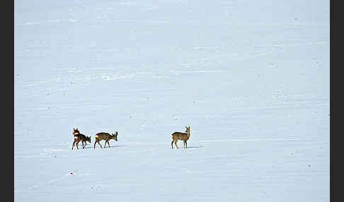 Rehwild (Capreolus capreolus)