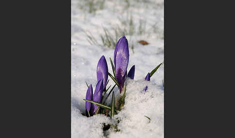 Krokus (Crocus hybrida)