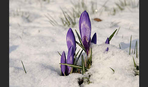 Krokus (Crocus hybrida)