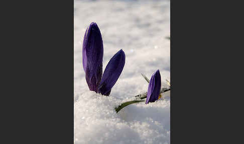 Krokus (Crocus hybrida)