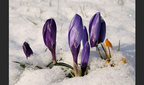 Krokus (Crocus hybrida)