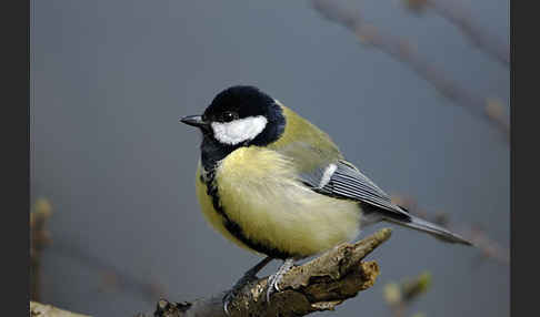 Kohlmeise (Parus major)