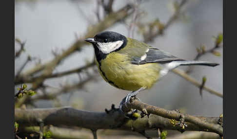 Kohlmeise (Parus major)