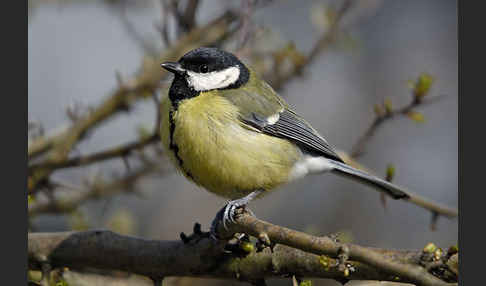 Kohlmeise (Parus major)