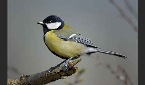 Kohlmeise (Parus major)