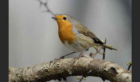 Rotkehlchen (Erithacus rubecula)