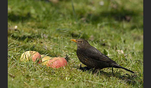 Amsel (Turdus merula)