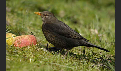 Amsel (Turdus merula)