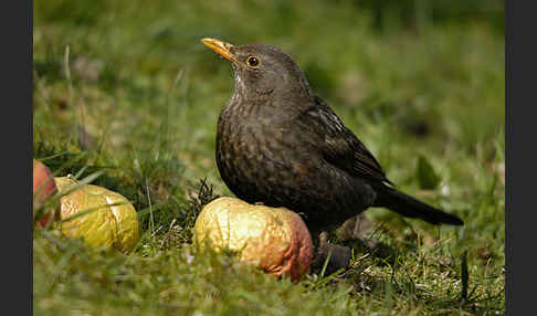 Amsel (Turdus merula)